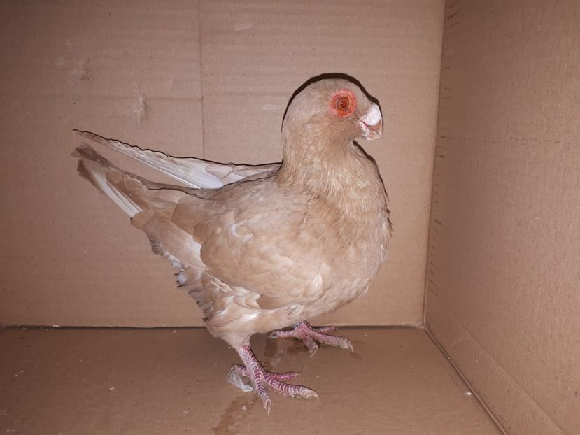 Pui din Noiembrie 2020 - K _ carunculați 2021