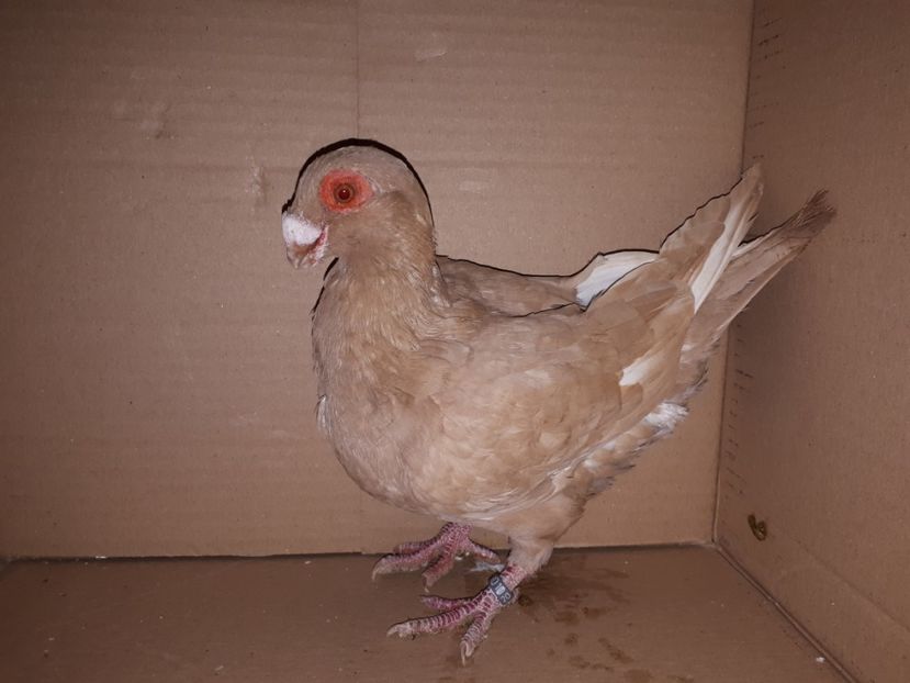  - K _ carunculați 2021