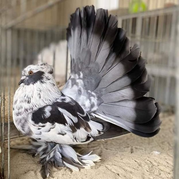  - NU IMI APARTIN ALBUM NR 2