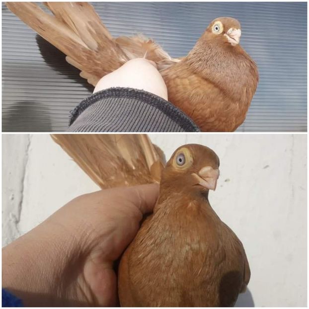  - Porumbei pana simpla