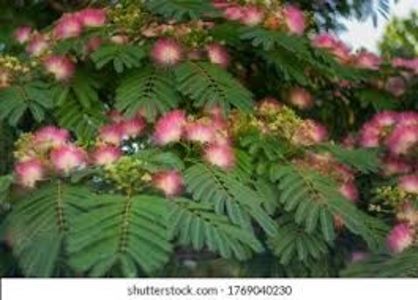 albizia - Comanda primavara 2021