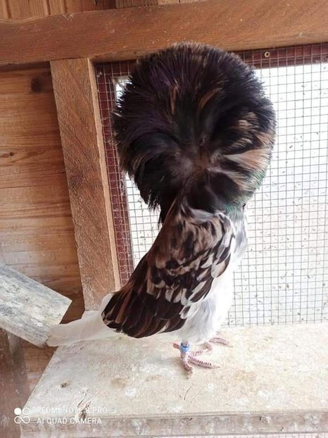  - NU IMI APARTIN ALBUM NR 2