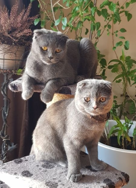 Daisy si Mimi - Pisicute căței și altele