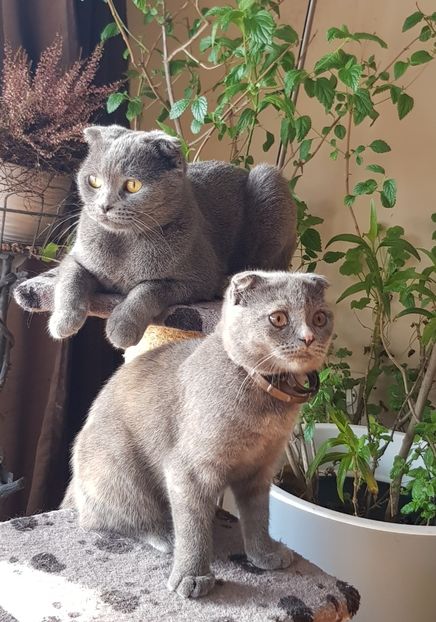  - Pisicute căței și altele