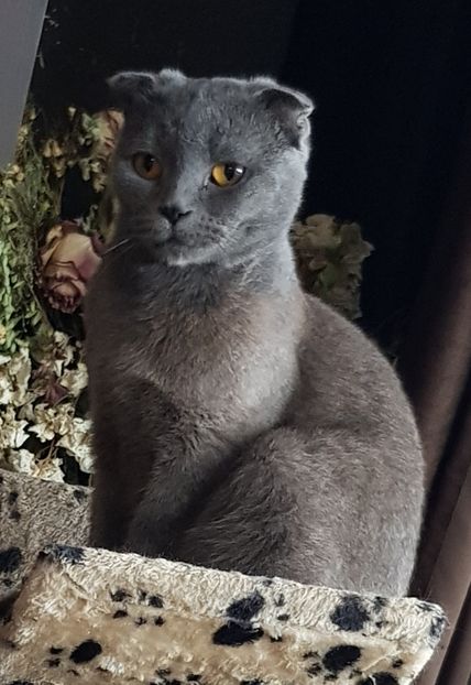 Daisy - Pisicute căței și altele
