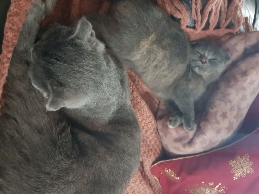  - Pisicute căței și altele