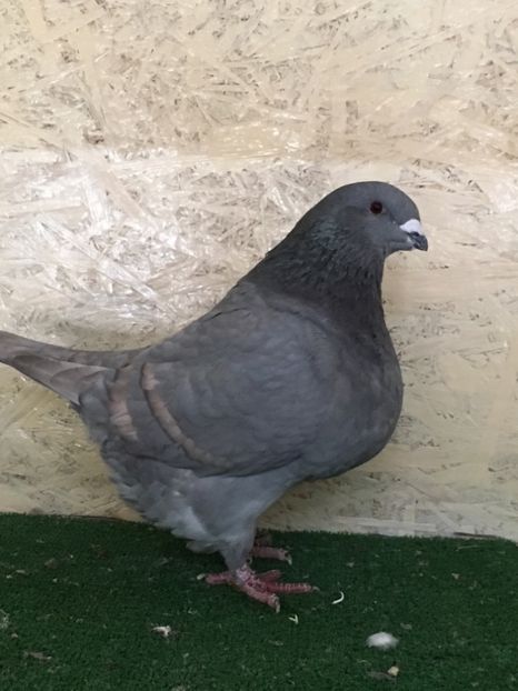 EC842740-1FEF-4BA4-B26D-52ED94E24C12 - FEMELE AMERICAN GIANT HOMER 2021