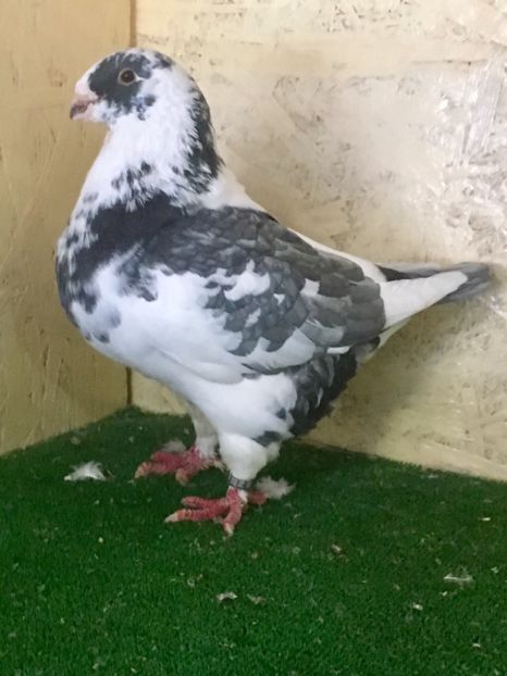 FA165A79-4976-498B-9387-EF3FC0B47486 - FEMELE AMERICAN GIANT HOMER 2021