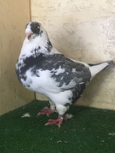 BA3C0AE1-410D-4ADE-B324-12438AE4A0C6 - FEMELE AMERICAN GIANT HOMER 2021