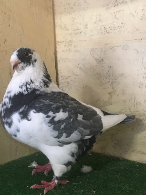 A8D6CDCE-B7CA-4669-A41A-6DD9D9F616E4 - FEMELE AMERICAN GIANT HOMER 2021