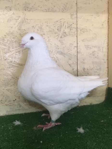 815EC8E7-2B6F-43CE-B1E6-4952D6D95CCB - FEMELE AMERICAN GIANT HOMER 2021