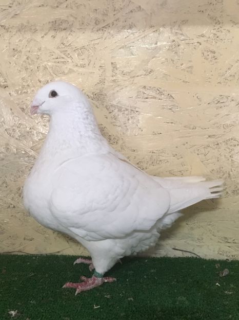 DD8159F7-05CF-4FE0-BC56-1E2B9A38BAF5 - FEMELE AMERICAN GIANT HOMER 2021