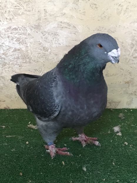 9469033A-B8E5-48F3-A183-88B5217AF664 - MASCULI AMERICAN GIANT HOMER MATCA 2021