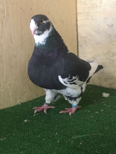 8900A817-044C-46D8-88DE-DF3565778FBD - MASCULI AMERICAN GIANT HOMER MATCA 2021