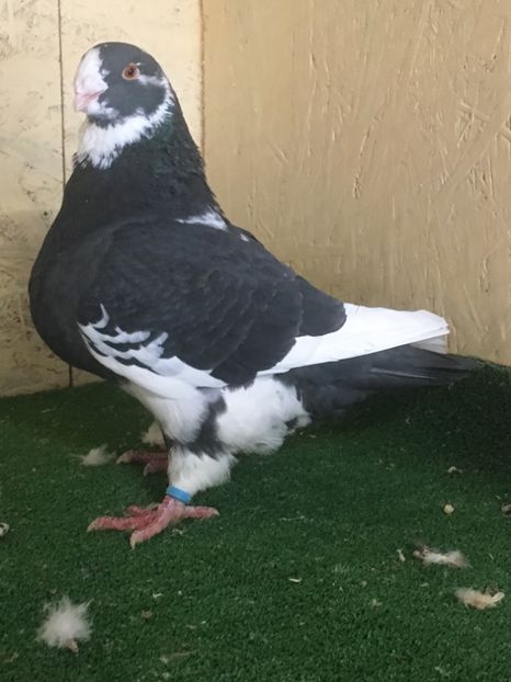 387047E6-C47A-4E7E-9C94-54E28209E375 - MASCULI AMERICAN GIANT HOMER MATCA 2021