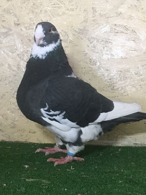 3C88EFA5-87D8-42F8-AC5F-F6008D633C4F - MASCULI AMERICAN GIANT HOMER MATCA 2021