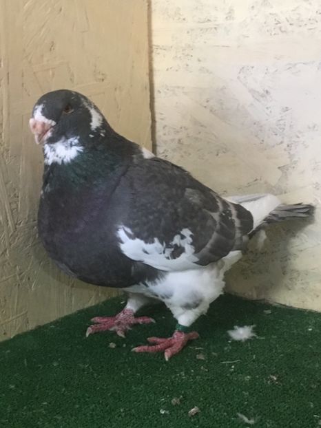 2543332F-F14C-4206-953B-4AD23F4D21DB - MASCULI AMERICAN GIANT HOMER MATCA 2021