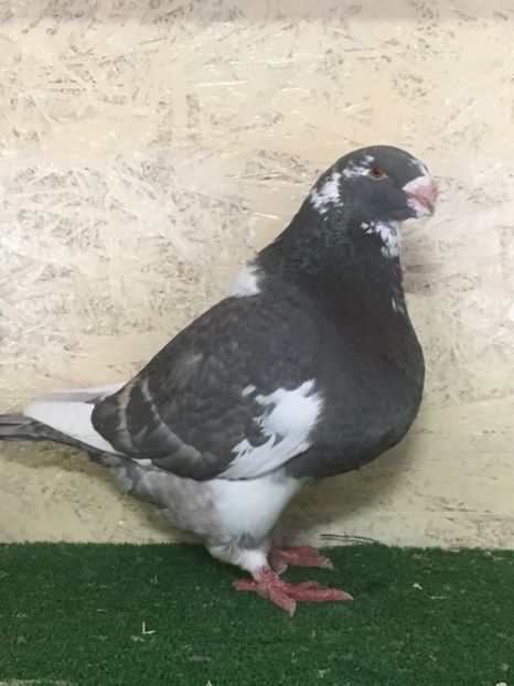 978CC68C-DD20-4E7E-B5A7-D5B213EB39A6 - MASCULI AMERICAN GIANT HOMER MATCA 2021