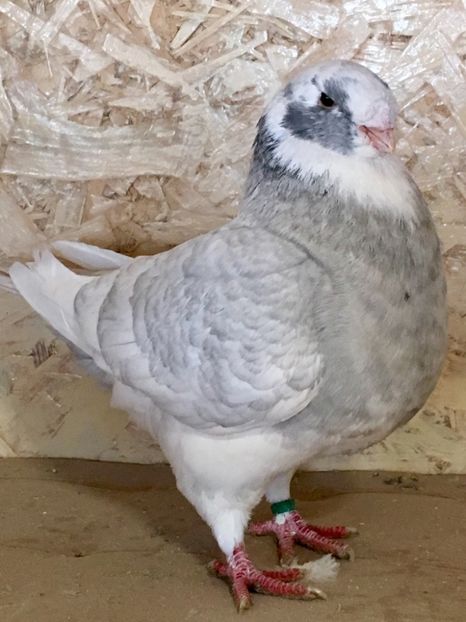 2DD694B8-1CB3-42FA-9ADE-9180D7D21240 - MASCULI AMERICAN GIANT HOMER MATCA 2021