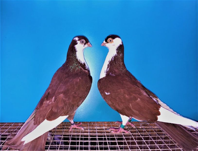 perechea  49 - B - perechi 2021