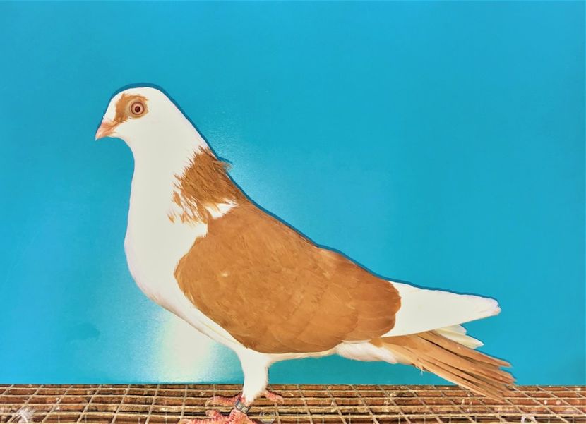 femelă  2020 - Plecați ALBUM 3