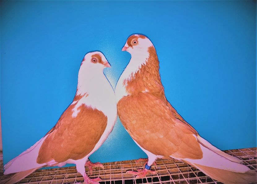 perechea  44 - B - perechi 2021