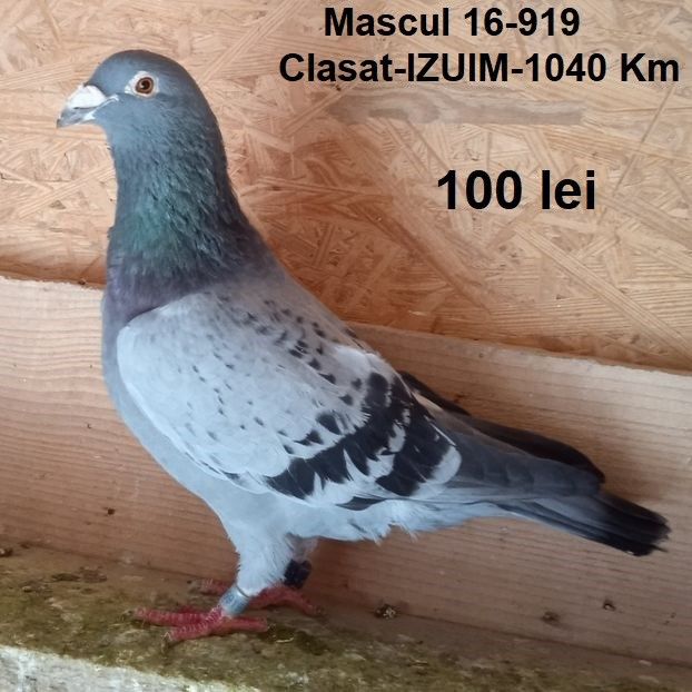 Mascul 16-919-Targu Jiu - Porumbei vanduti