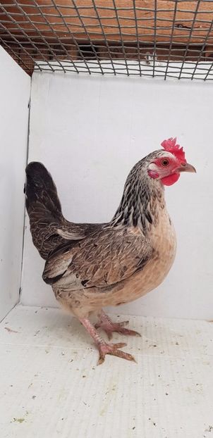 vanduta - De vanzare gainuse mi de flori