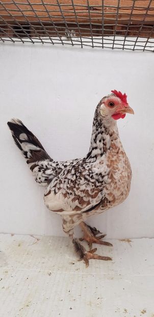 vanduta - De vanzare gainuse mi de flori