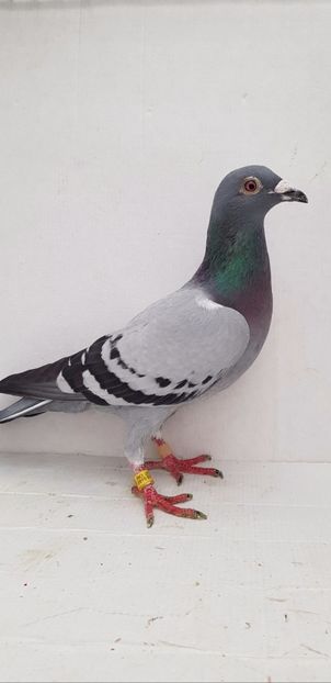 F 2019 - De vanzare voiajori 2