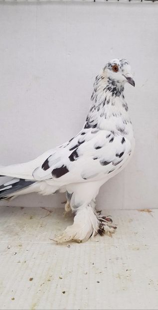 M 2020 - Por tapalagosi