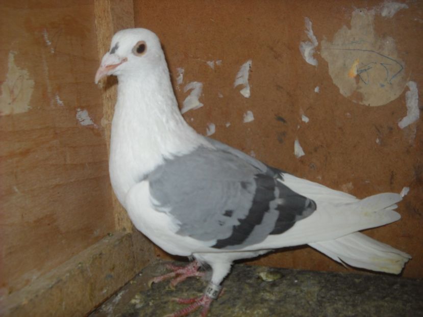  - PORUMBEI VANDUTI 2