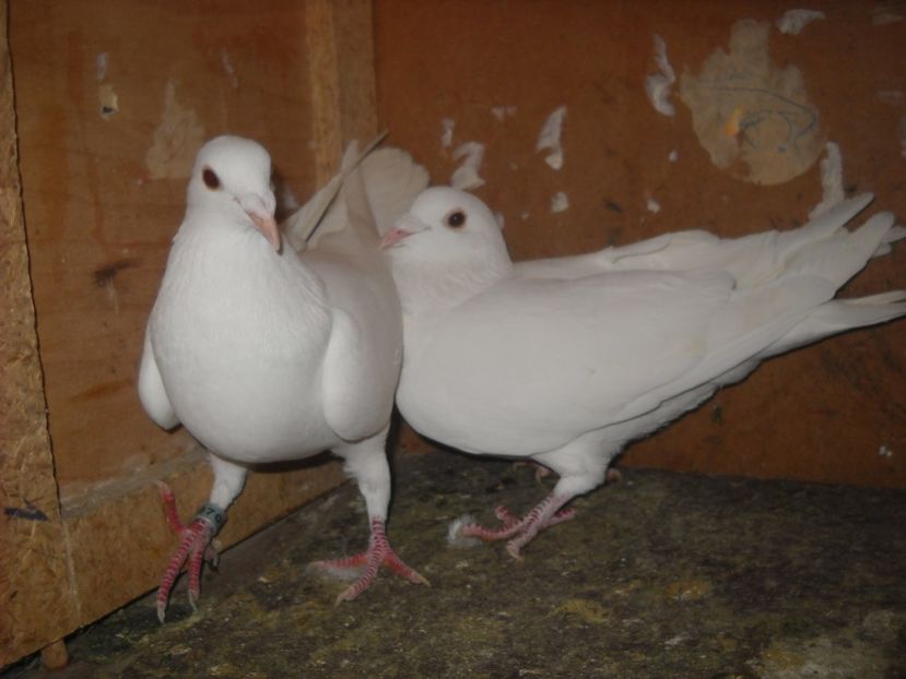  - PORUMBEI VANDUTI 2