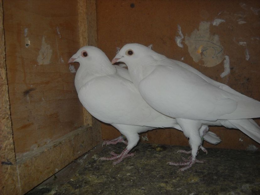  - PORUMBEI VANDUTI 2