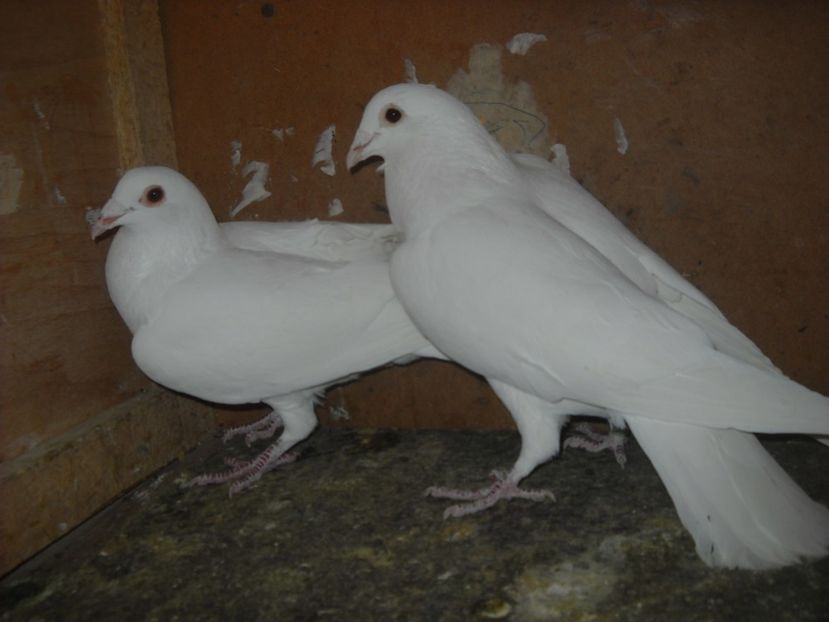  - PORUMBEI VANDUTI 2