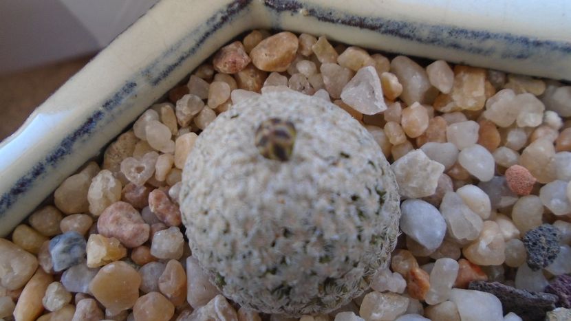 Turbinicarpus valdezianus, MM 96 Tecolotes, Zac., boboci - Cactusi 2020 final de an