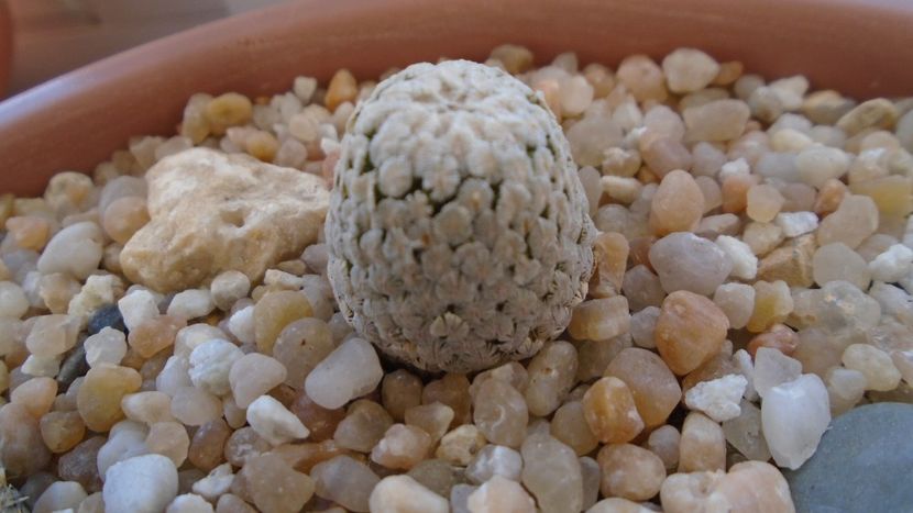 Turbinicarpus valdezianus v. albiflorus, Matehuala, SLP, Mx - Cactusi 2020 final de an