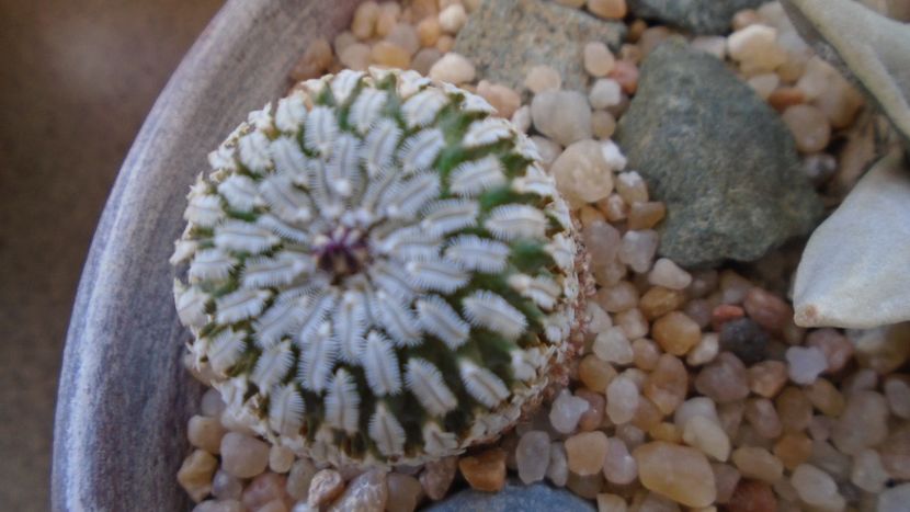 Turbinicarpus pseudopectinatus - Cactusi 2020 final de an