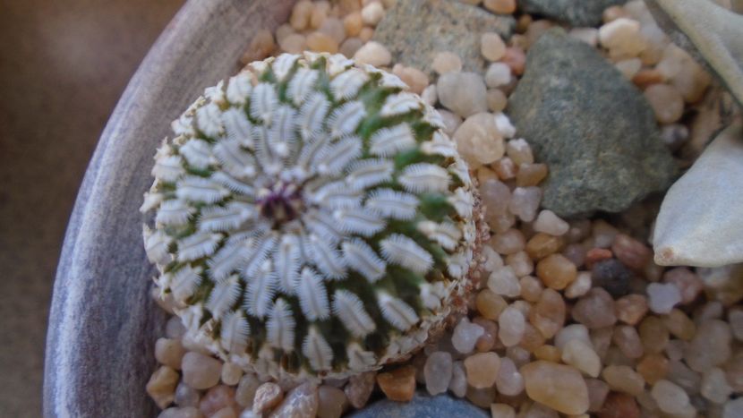 Turbinicarpus pseudopectinatus - Cactusi 2020 final de an