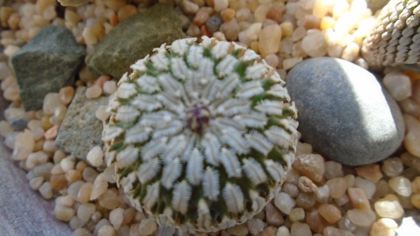 Turbinicarpus pseudopectinatus - Cactusi 2020 final de an