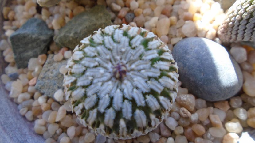 Turbinicarpus pseudopectinatus - Cactusi 2020 final de an