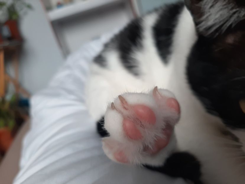  - Pisicii mei în februarie 2021