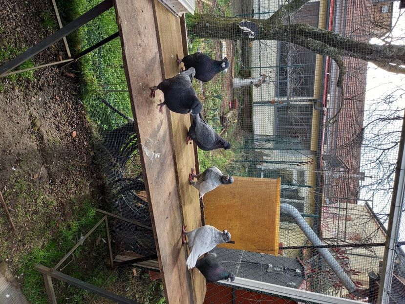 Shahin Chowdhury grup 6 porumbei +2 - Porumbei vânduți