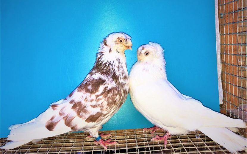 perechea  8 - A - perechi 2021