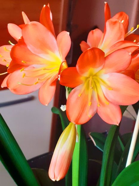  - Clivia