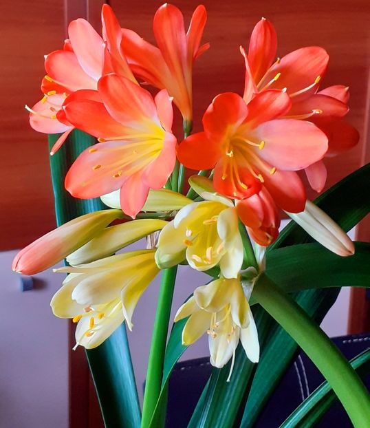  - Clivia