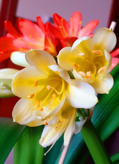  - Clivia