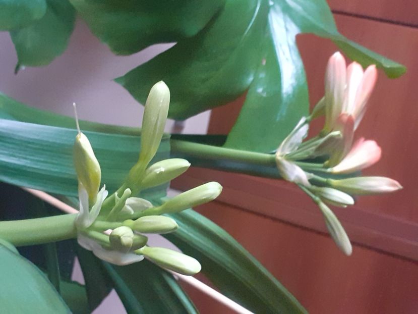  - Clivia