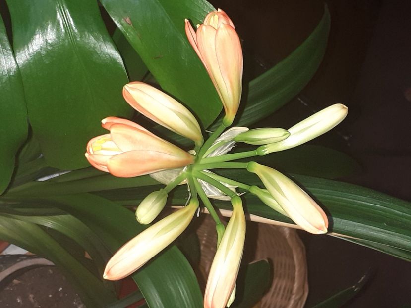  - Clivia