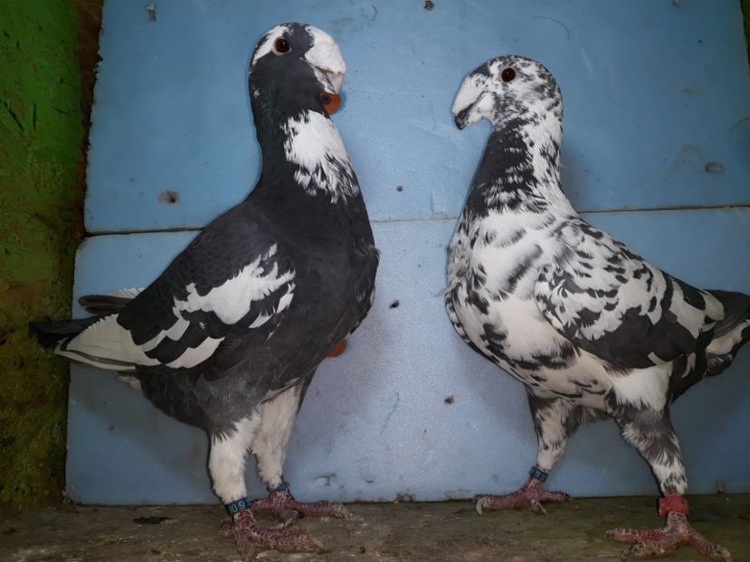 20210123_192037[1] - Amintiri